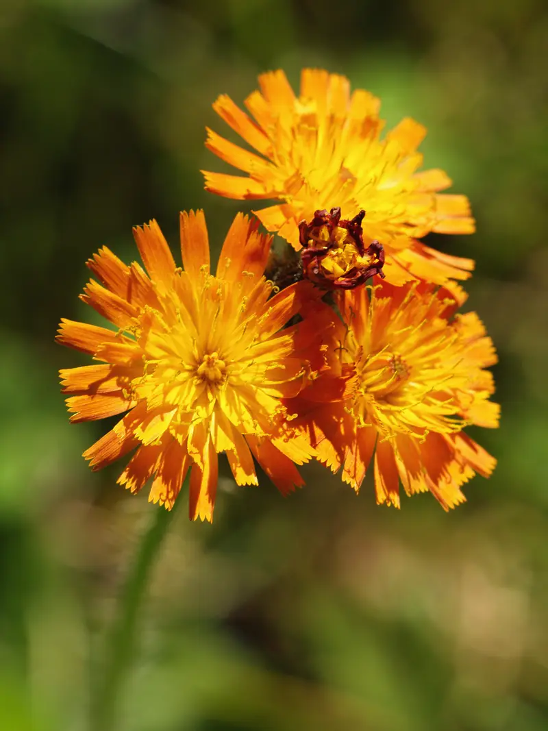 Pilosella aurantiaca (Devil's Paint-brush)