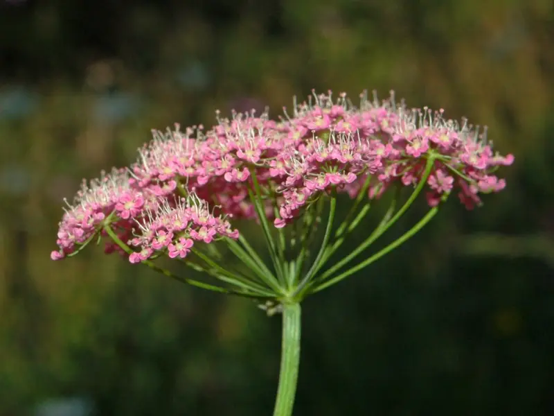 Pimpinella major (Greater Burnet-saxifrage)