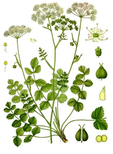 Pimpinella saxifraga (Burnet Saxifrage)