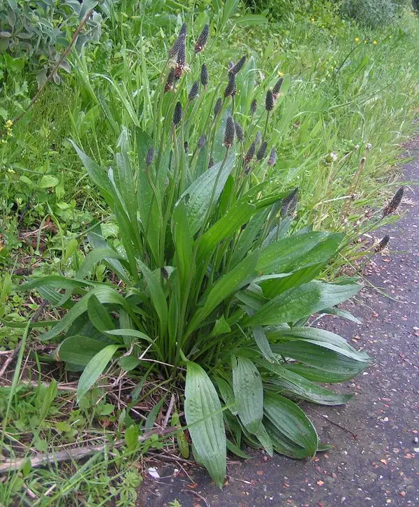 Plantago lanceolata (Buckhorn)