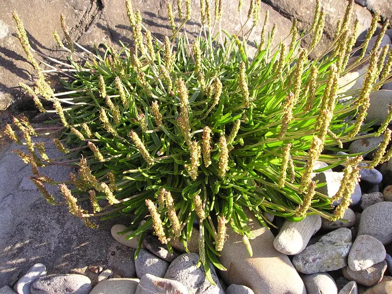 Plantago maritima (Goose Tongue)