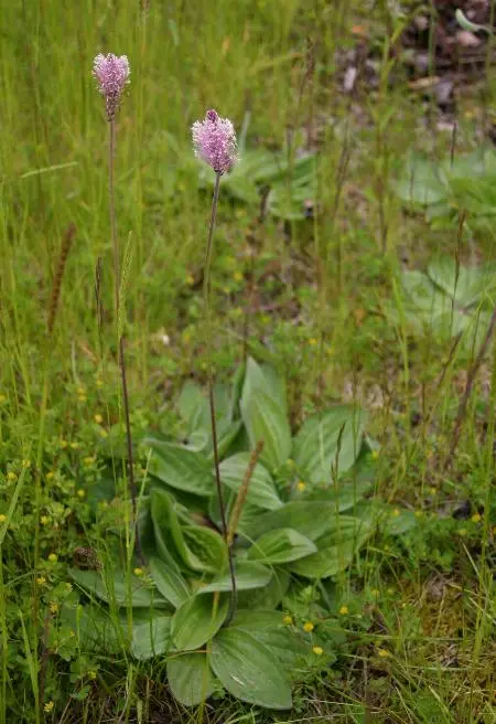 Plantago media (Hoary Plantain)