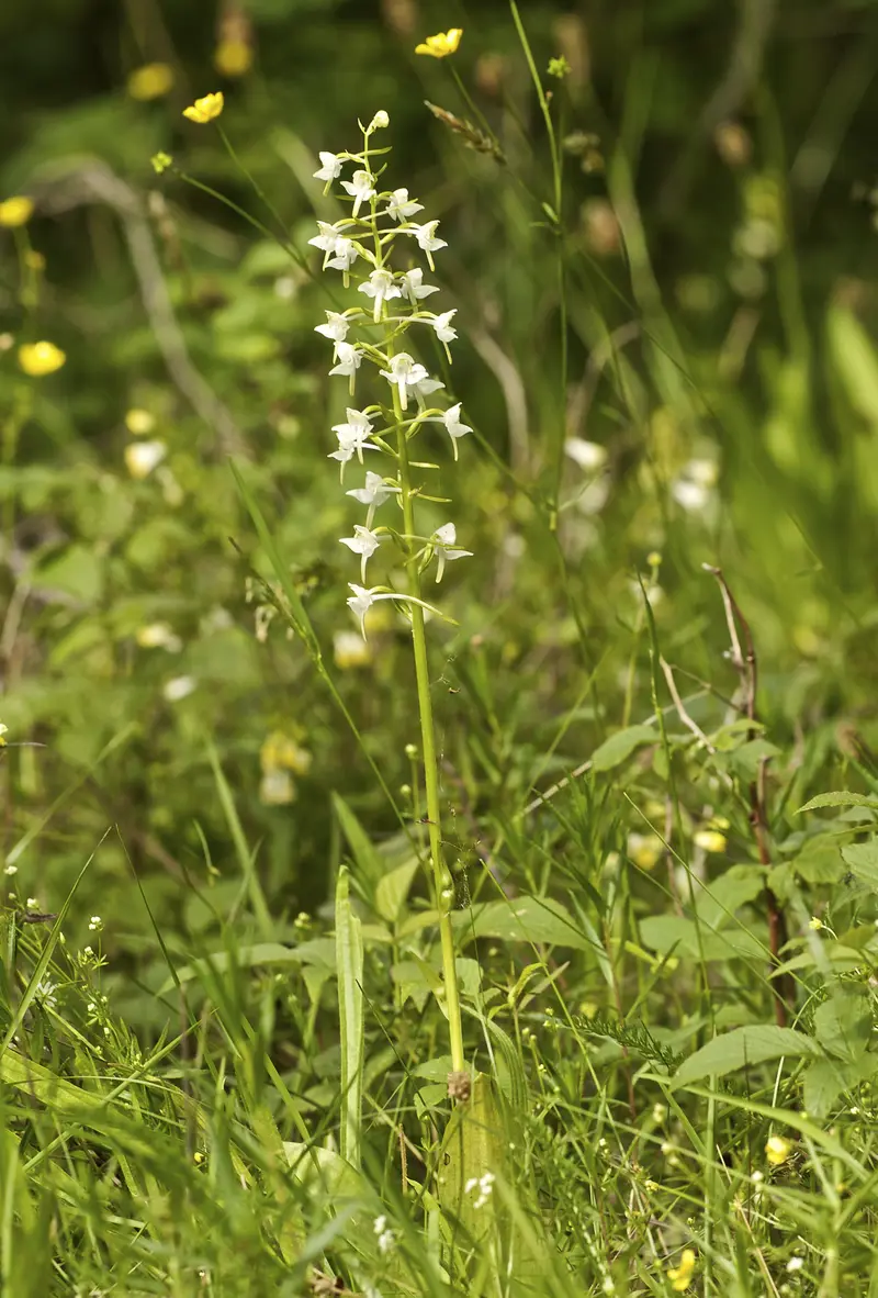 Platanthera chlorantha (Greater Butterfly-orchid)