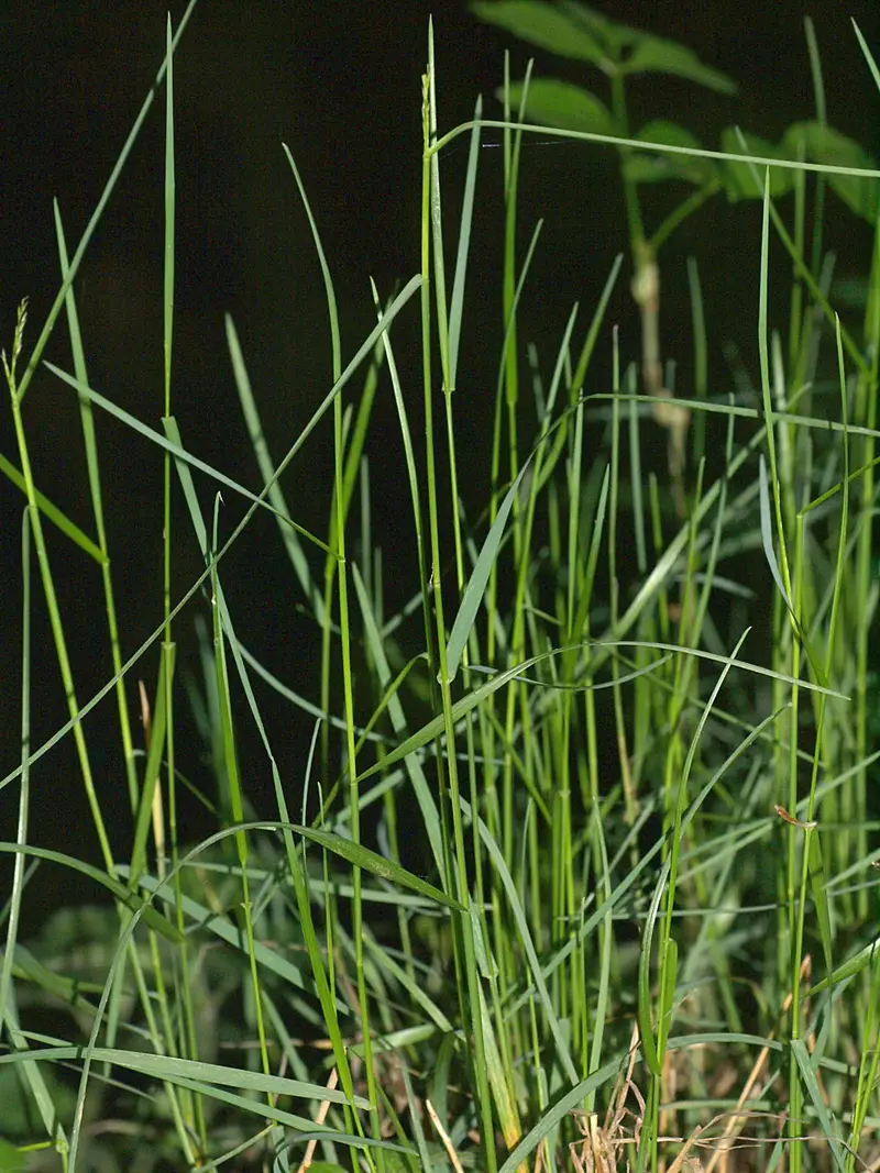 Poa nemoralis (Eurasian woodland bluegrass)