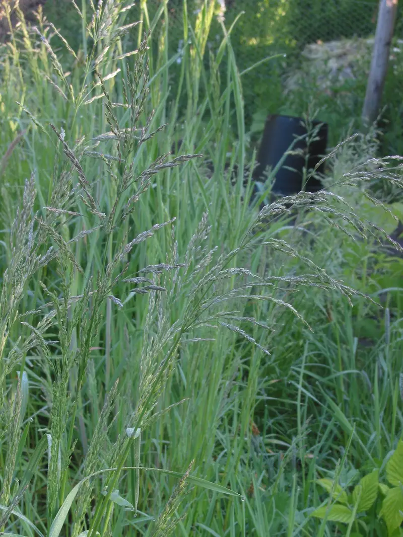 Poa trivialis (Bird Grass)