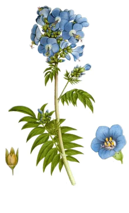 Polemonium caeruleum (Blue Jacob's Ladder)