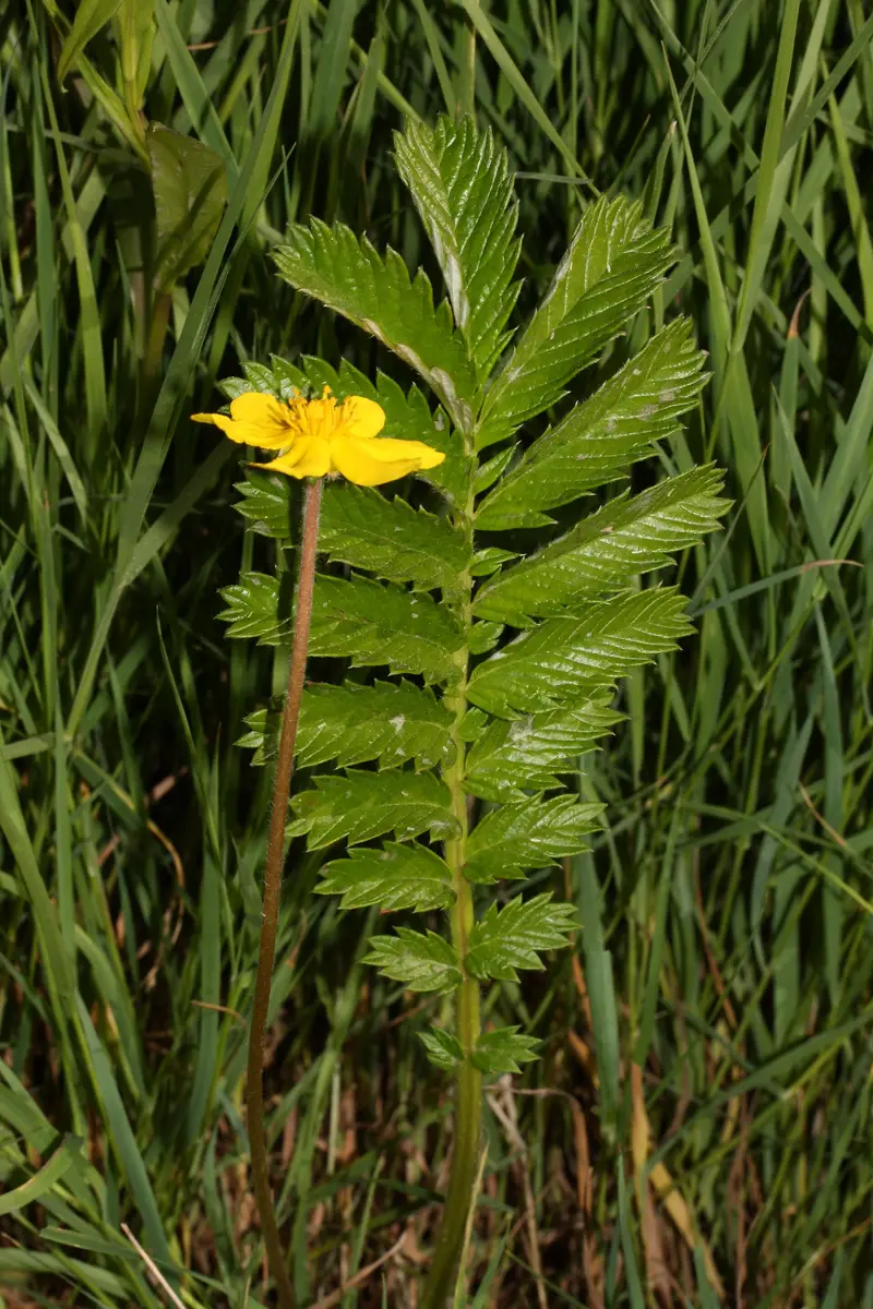 Potentilla anserina (Anserina)