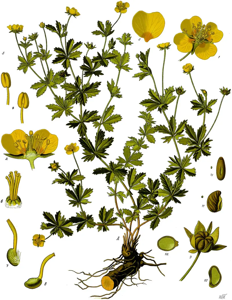 Potentilla erecta (Erect cinquefoil)