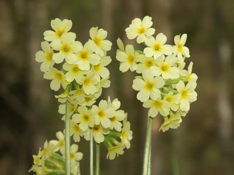 Primula elatior (Oxlip)