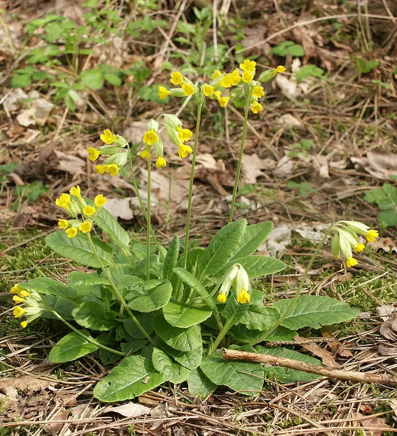 Primula veris (Cowslip)