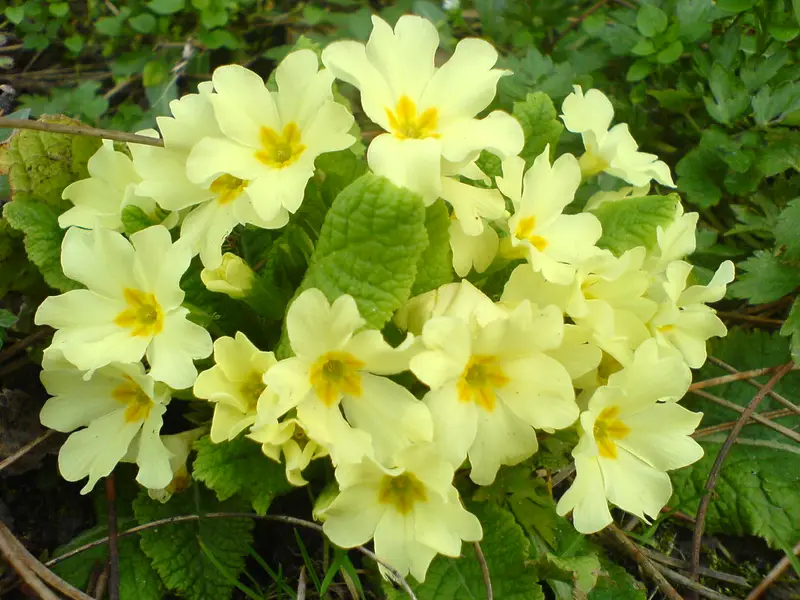 Primula vulgaris (English Primrose)