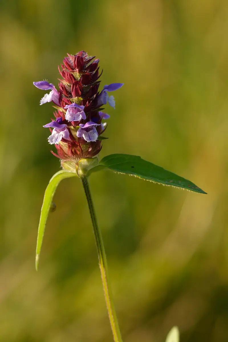 Prunella vulgaris (Alpine Self-heal)