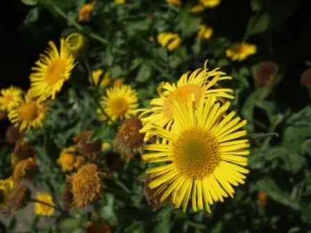 Pulicaria dysenterica (Common Fleabane)