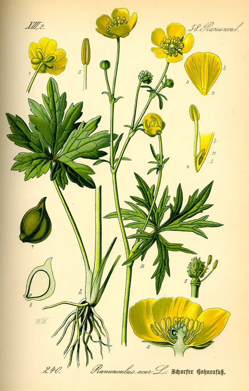 Ranunculus acris (Common Buttercup)