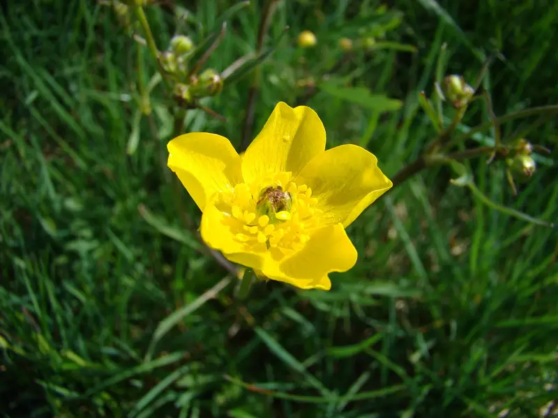 Ranunculus arvensis (Corn Buttercup)