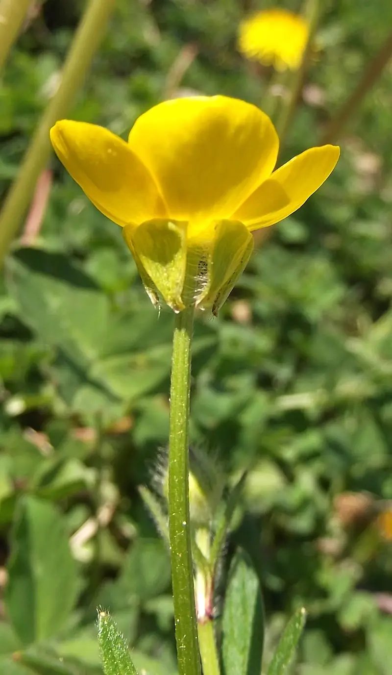 Ranunculus bulbosus (Blister Flower)