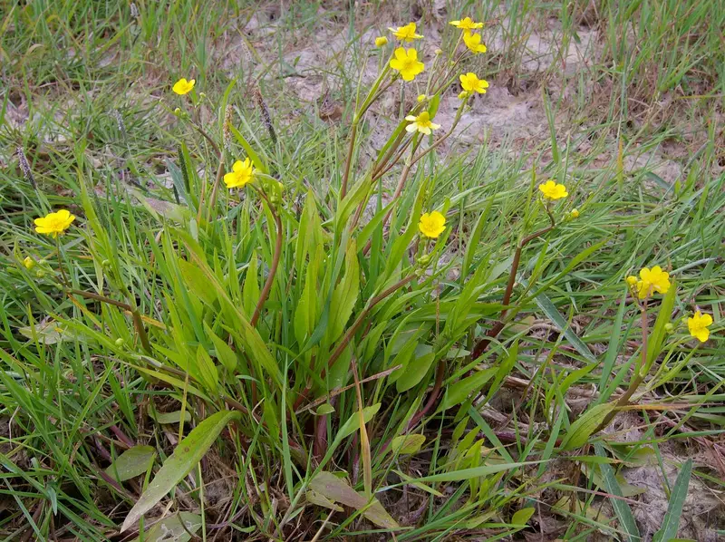 Ranunculus flammula (Creeping Buttercup)
