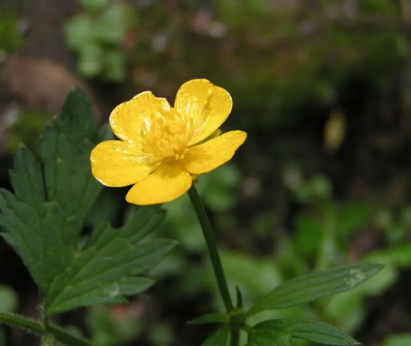 Ranunculus repens (Creeping Buttercup)