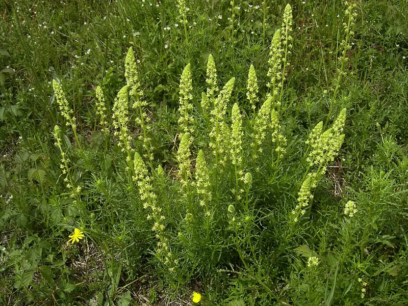 Reseda lutea (Cut-leaf Mignonette)