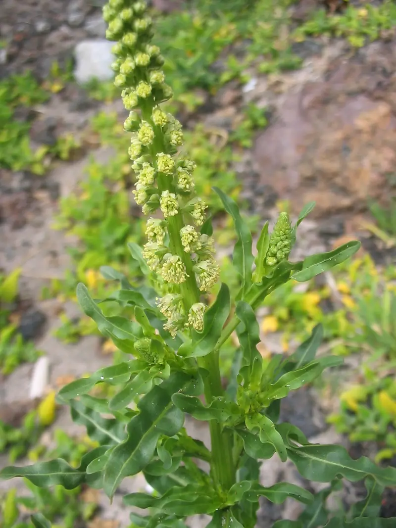 Reseda luteola (Dyer's Mignonette)