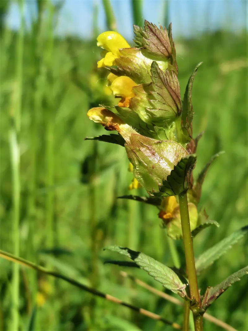 Rhinanthus minor (Common Yellow Rattle)