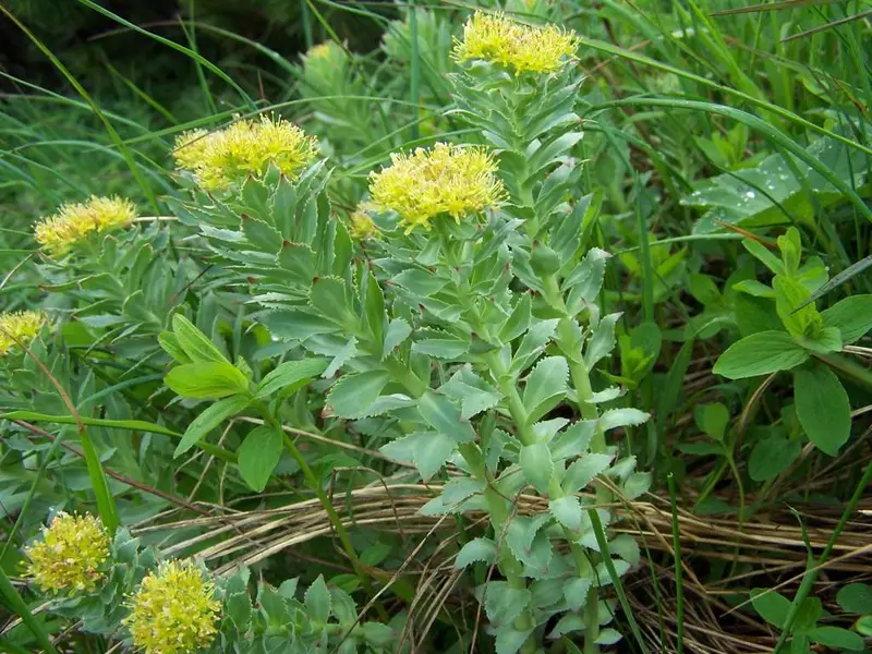 Rhodiola rosea (Arctic root)
