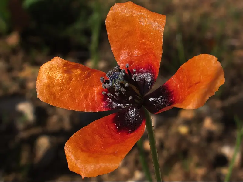 Roemeria argemone (Prickly Poppy)