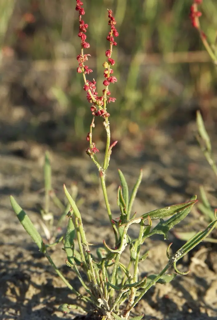 Rumex acetosella (Common Sheep Sorrel)