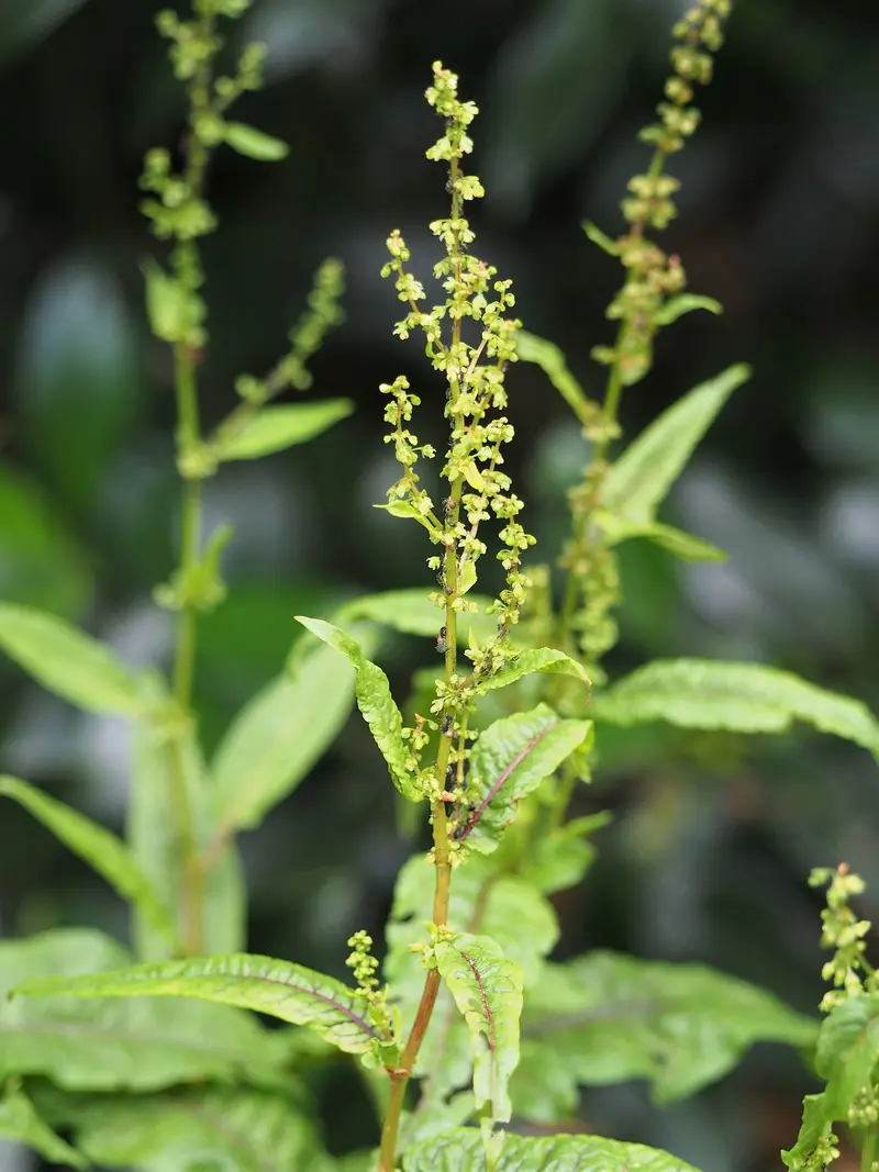 Rumex sanguineus (Blood Dock)