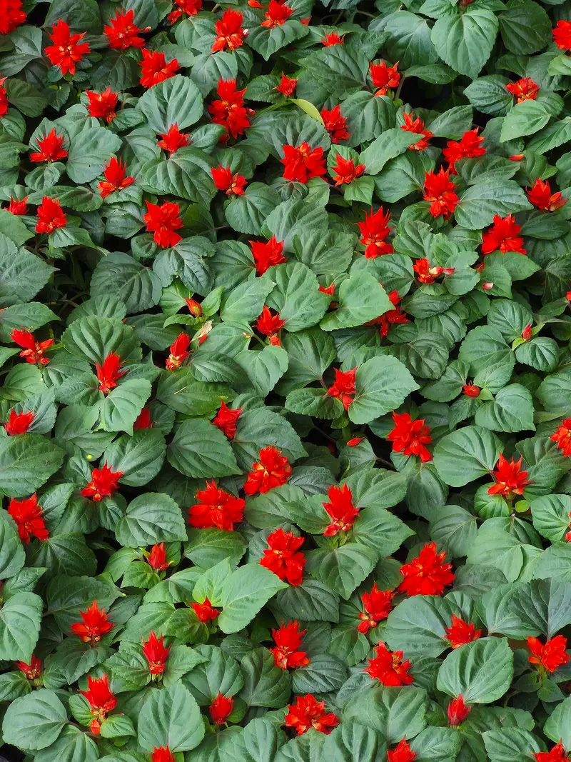 Salvia splendens (Scarlet Sage)