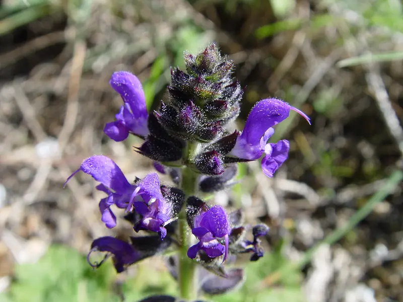 Salvia verbenaca (Wild Clary)