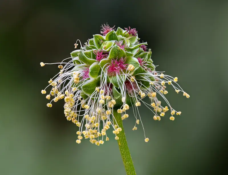 Sanguisorba minor (Garden Burnet)