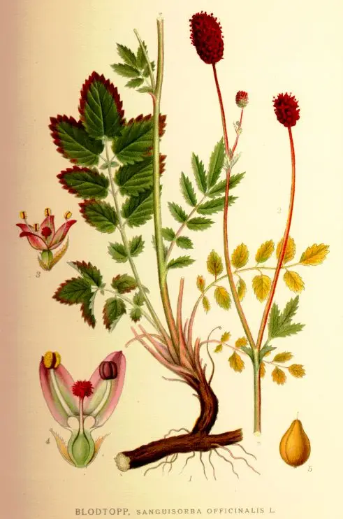 Sanguisorba officinalis (Burnet Bloodwort)