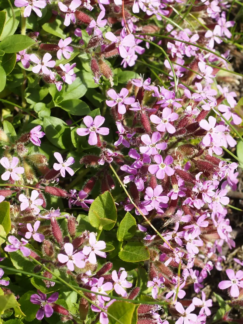 Saponaria ocymoides (Rock Soapwort)