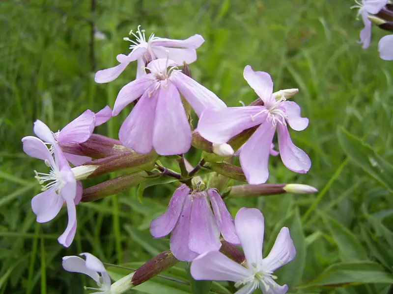 Saponaria officinalis (Bladder Soapwort)