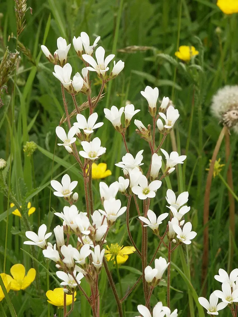 Saxifraga granulata (Meadow Saxifrage)