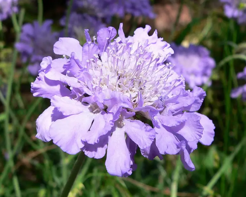 Scabiosa columbaria (Dove pincushions)