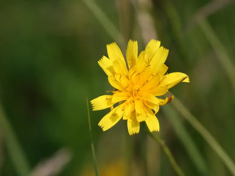 Scorzoneroides autumnalis (August Flower)