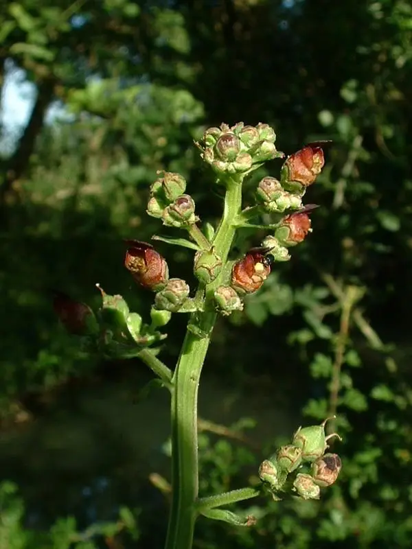 Scrophularia auriculata (Shoreline figwort)