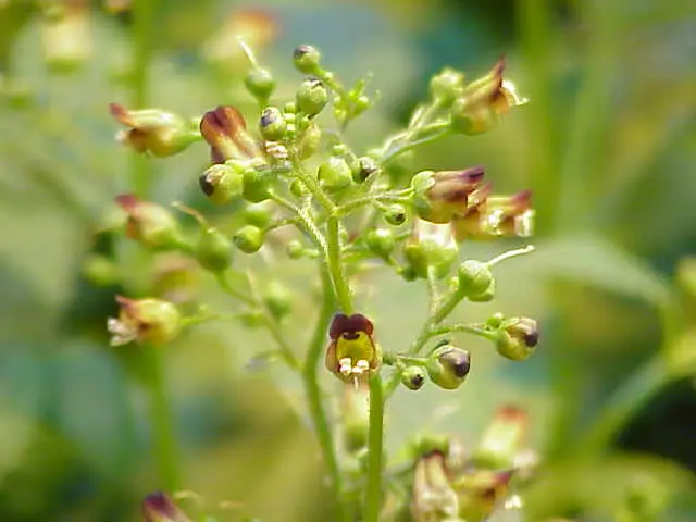 Scrophularia nodosa (Common Figwort)