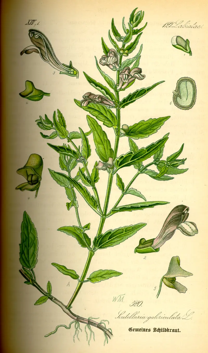 Scutellaria galericulata (Common Skullcap)