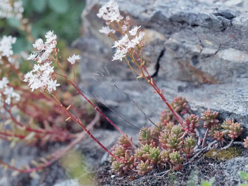 Sedum album (Biting Stonecrop)