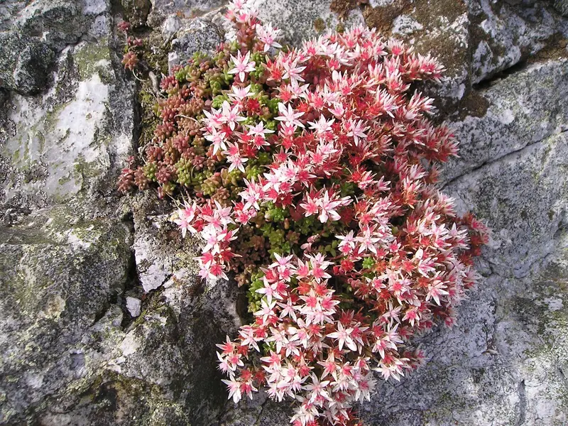 Sedum anglicum (English Stonecrop)
