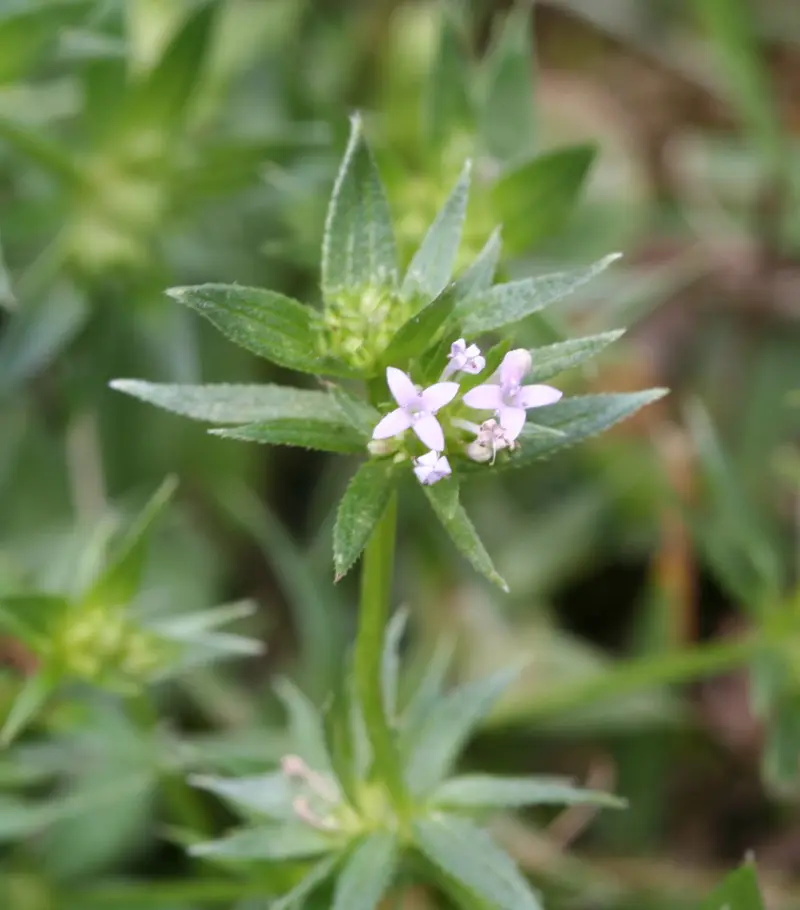 Sherardia arvensis (Blue Field-madder)