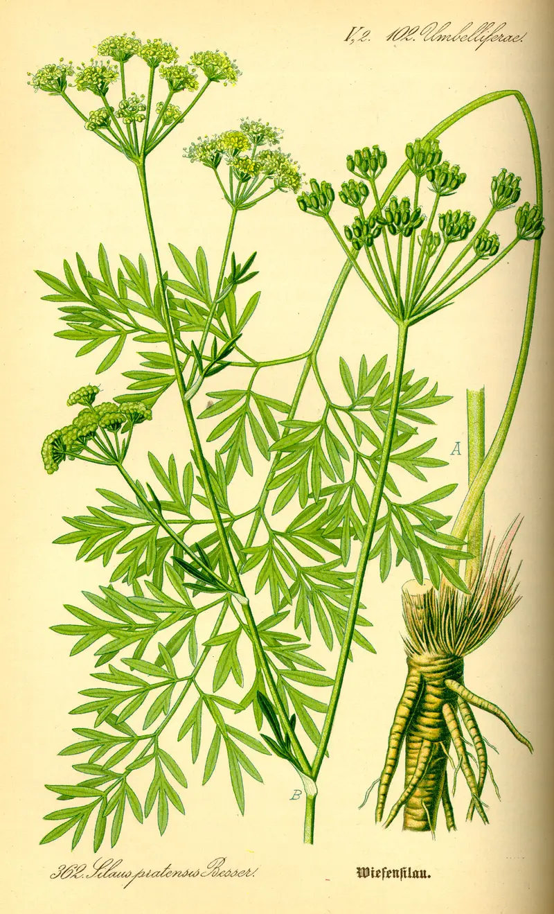 Silaum silaus (Pepper Saxifrage)