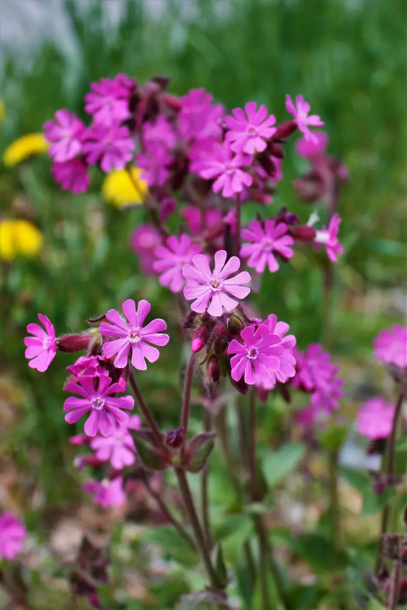 Silene dioica (Red Campion)