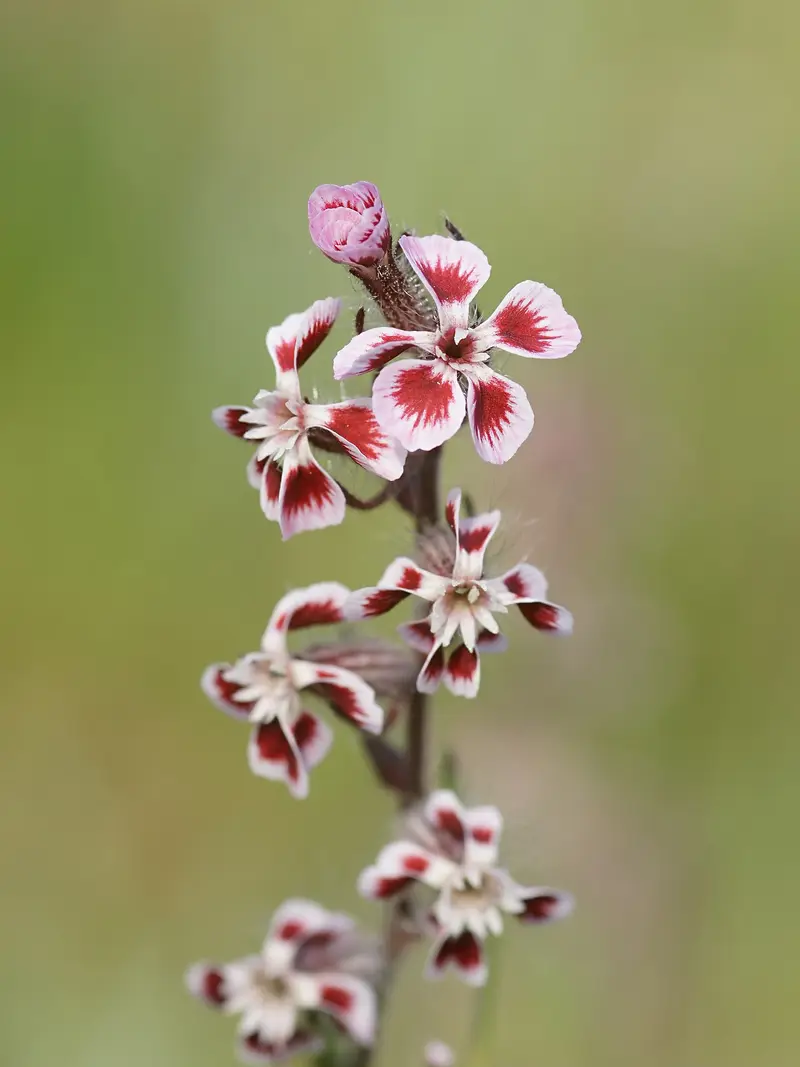 Silene gallica (Common catchfly)