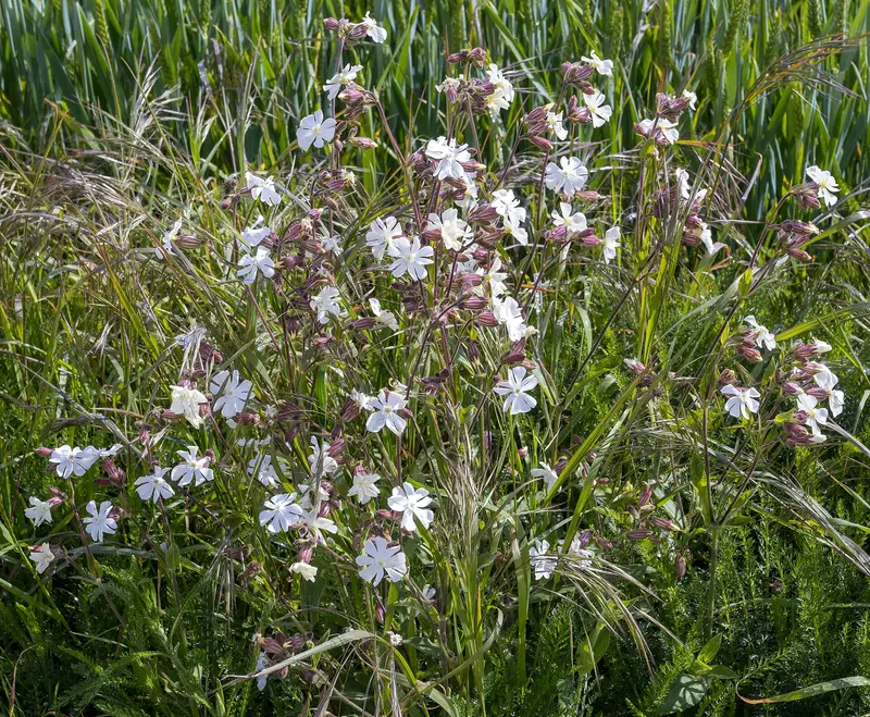 Silene latifolia (Bladder Campion)