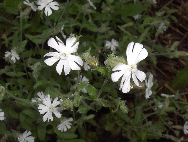 Silene noctiflora (Night-Scented Catchfly)