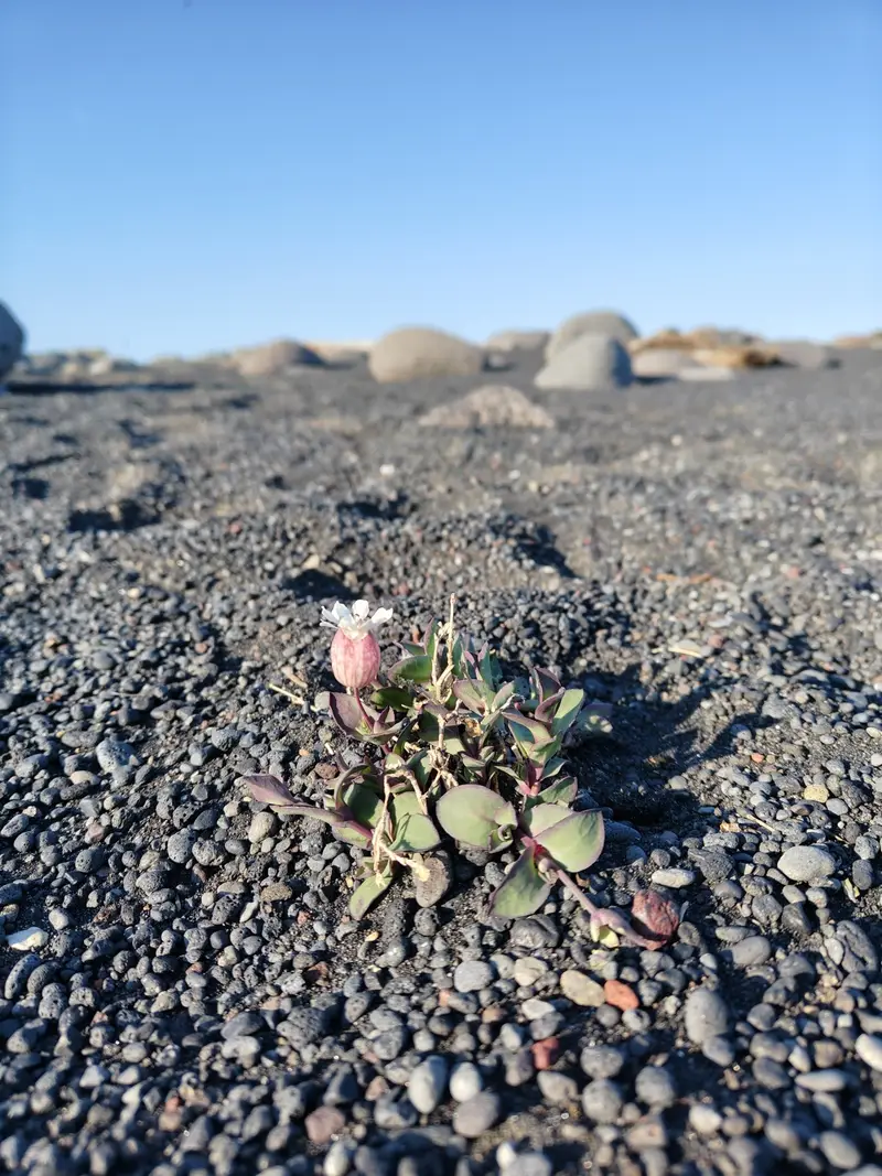 Silene uniflora (Sea Campion)